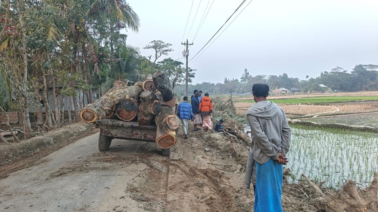 নোয়াখালীতে ইউপি চেয়ারম্যানের বিরুদ্ধে সরকারি গাছ কাটার অভিযোগ