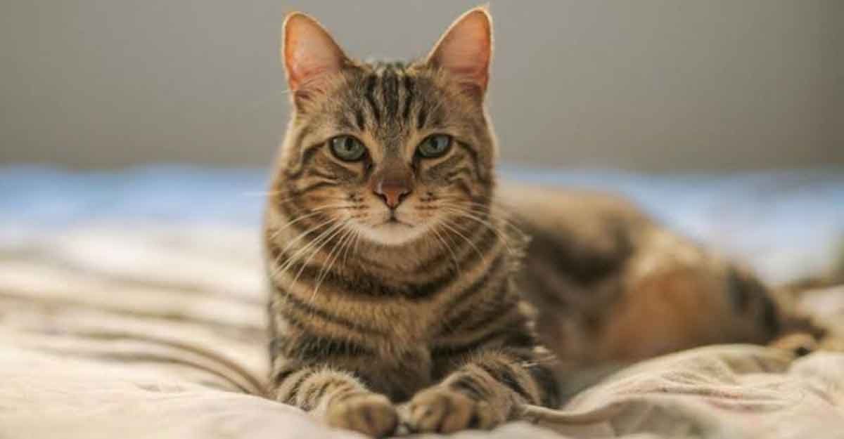 বেড়াল পোষা নিয়ে বিবাদ গড়াল আদালতে