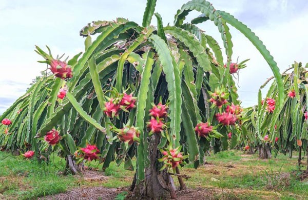 ছাদে ড্রাগন ফল চাষের দুর্দান্ত উপায়