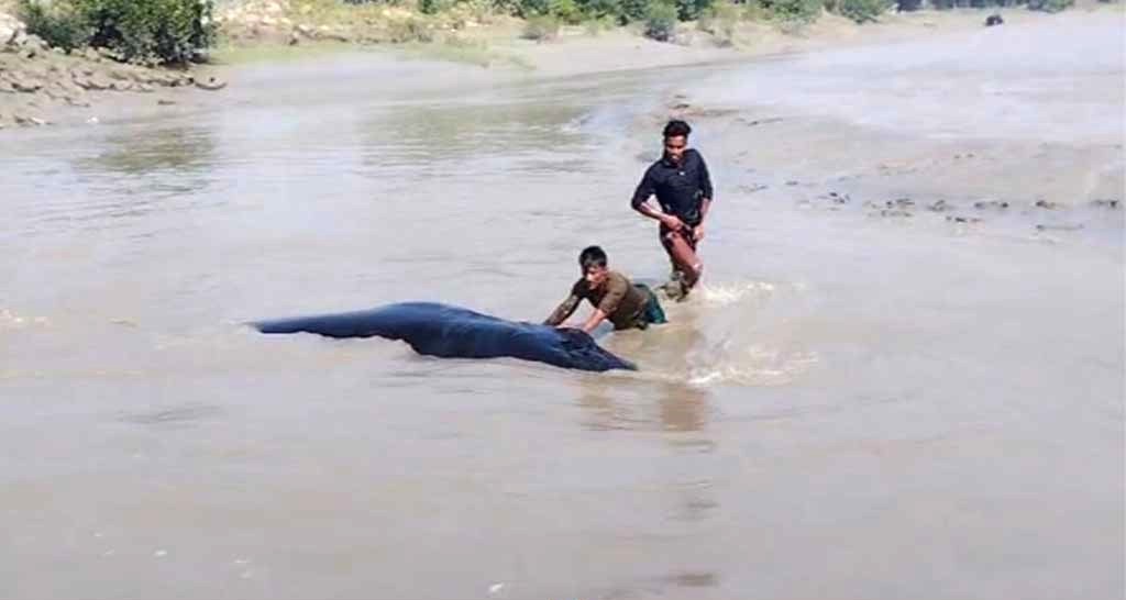 হাতিয়ার  মেঘনা নদীতে ডুবোচরে ভেসে এলো বিশালাকৃতির তিমি