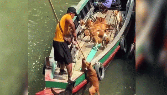 ১০ থেকে ১২ হাজার টাকায় পাচার হচ্ছে কুকুর
