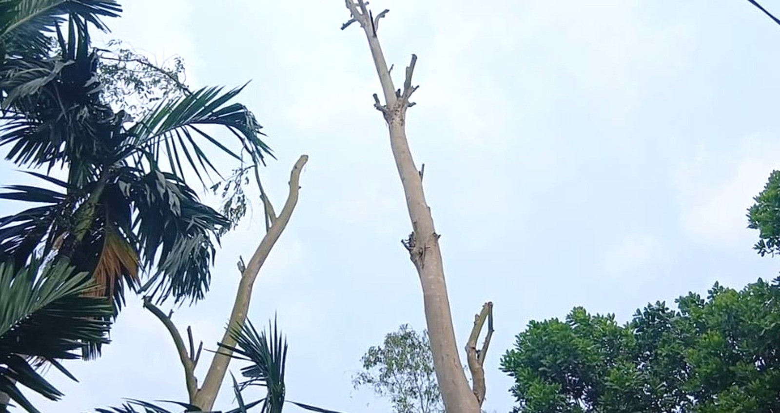 সোনাইমুড়ীতে ওয়ারিশি জমি নিয়ে বিরোধ: গাছ কাটার ঘটনায় আতঙ্কে পরিবার