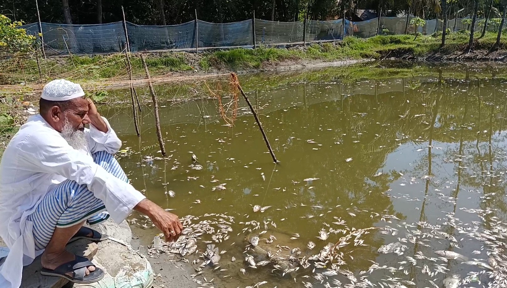 সুবর্ণচরে বিষ দিয়ে মাছ মারার অভিযোগ, পাঁচ লাখ টাকার ক্ষতি