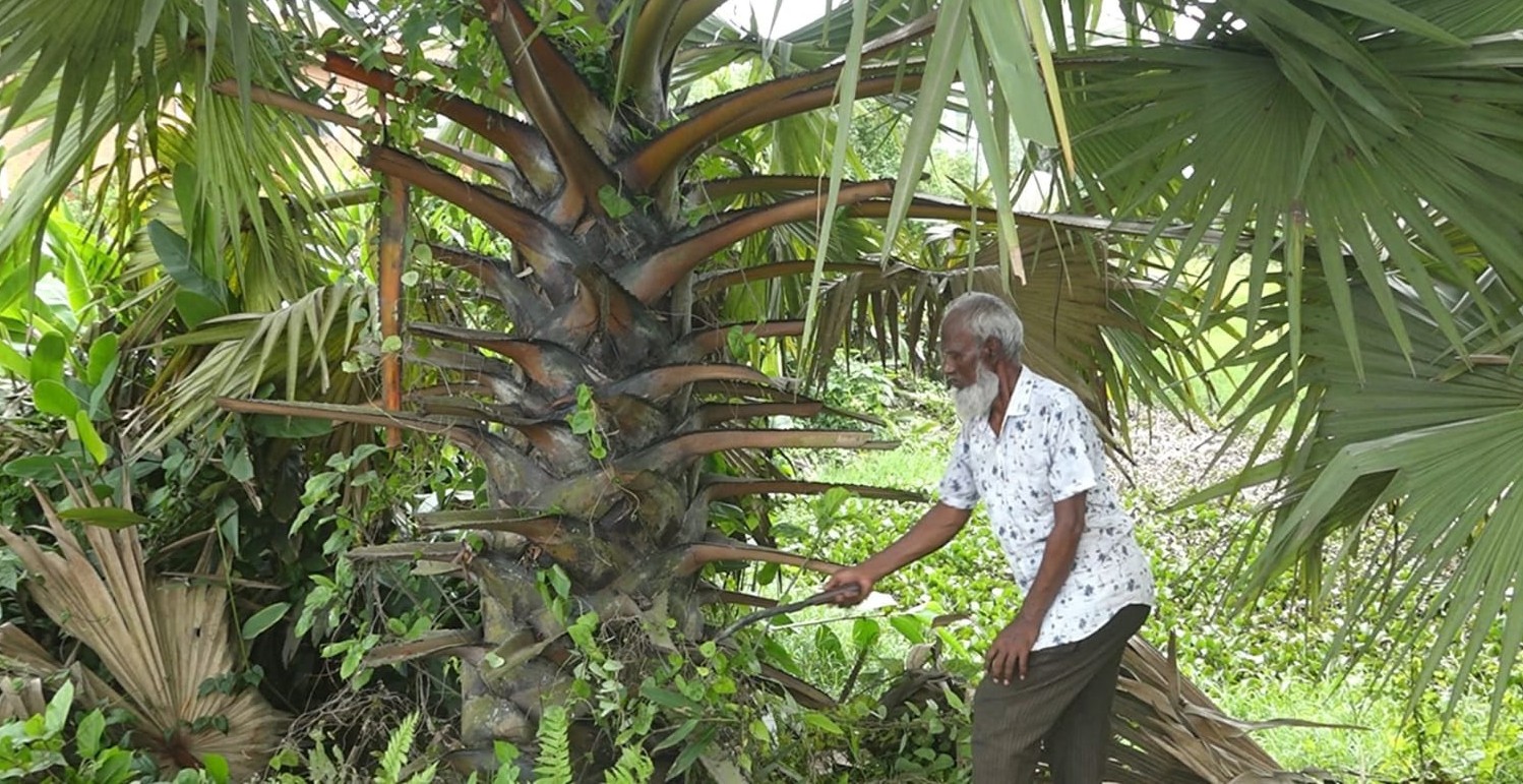 বাবুর্চির হাতেই সবুজ বিপ্লব: নোবিপ্রবি ক্যাম্পাসে দেড় হাজার বৃক্ষের ছায়া