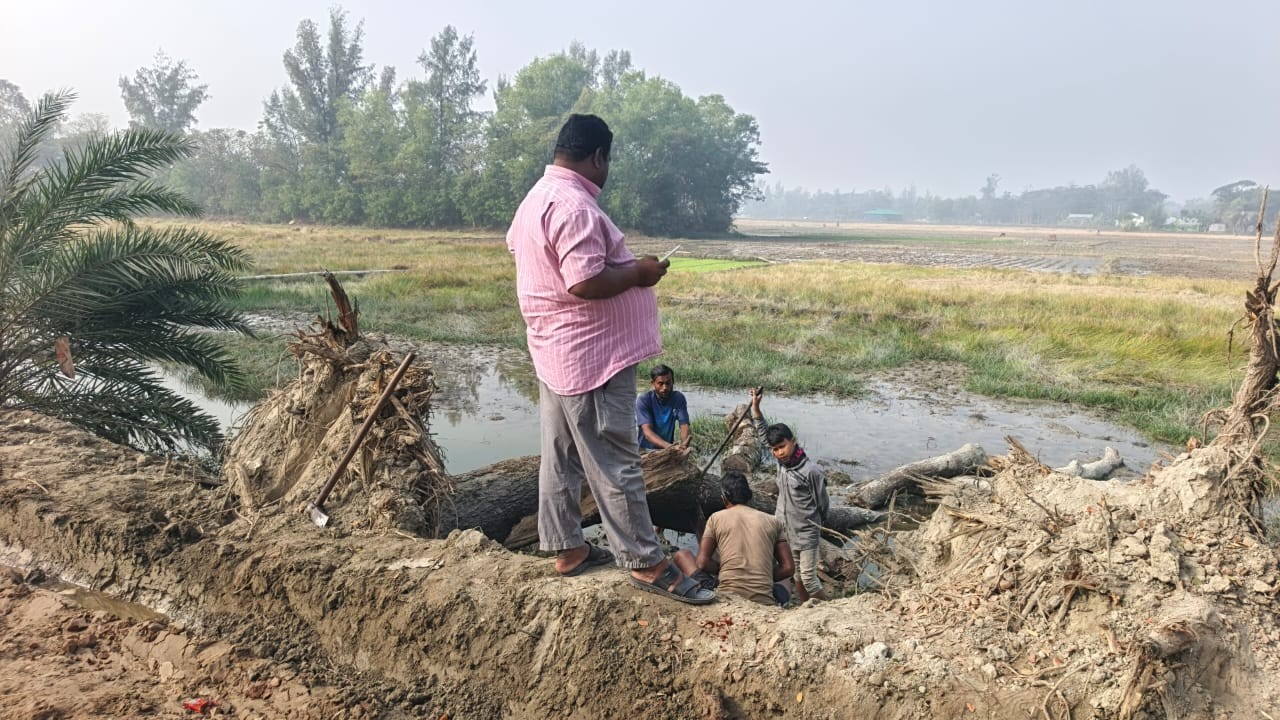 কবিরহাটে সরকারি গাছ কাটার ঘটনায় আলোর মুখ দেখেনি তদন্ত প্রতিবেদন